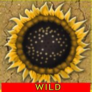 Wild symbol z herního automatu Desert Kingdom 